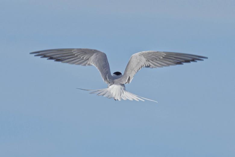 Free stock image of Common tern in flight created by Geoffrey Whiteway