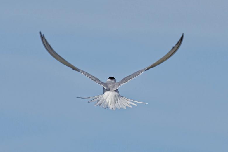 Free stock image of Beautiful common tern created by Geoffrey Whiteway