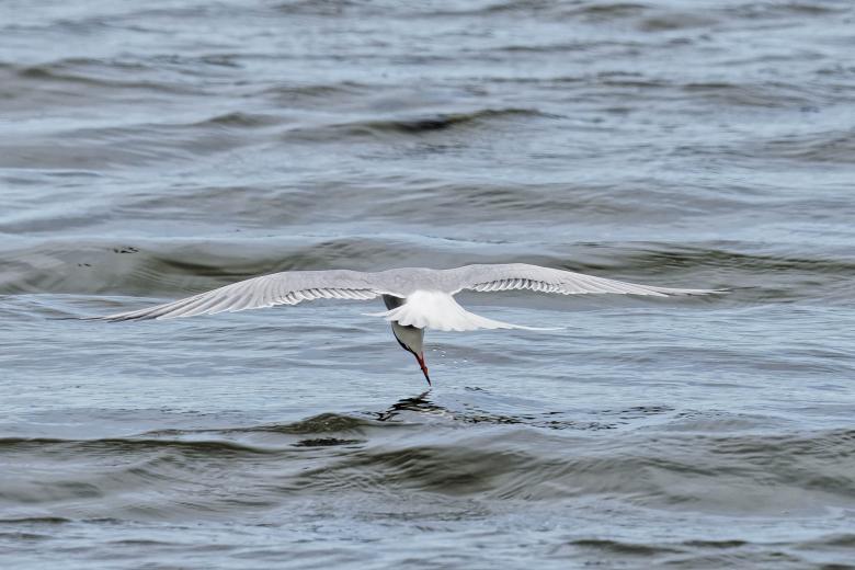 Free stock image of Common tern created by Geoffrey Whiteway