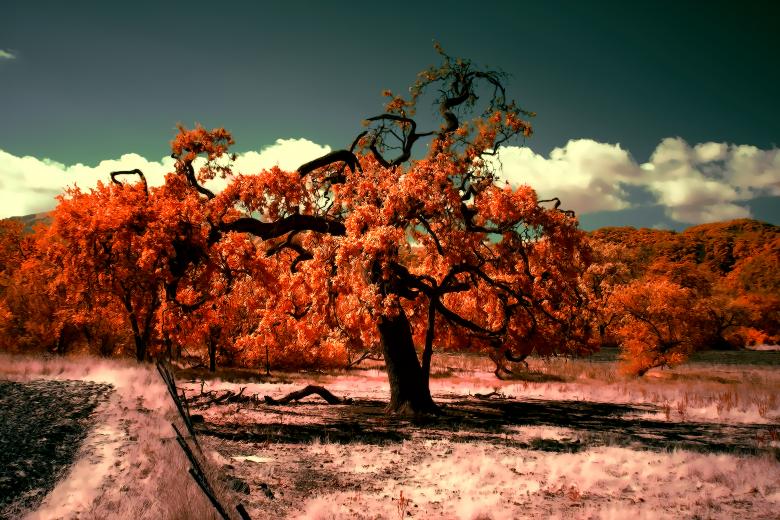 Free stock image of Enchanting tree created by Oleg  Ы