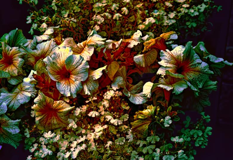 Free stock image of Winter flowers created by Oleg  Ы