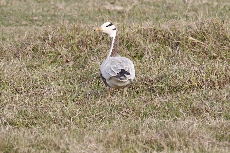 Free stock image of Bar headed goose created by sylvester alphonso