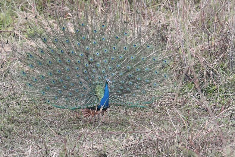Free stock image of Indian Peafowl created by sylvester alphonso