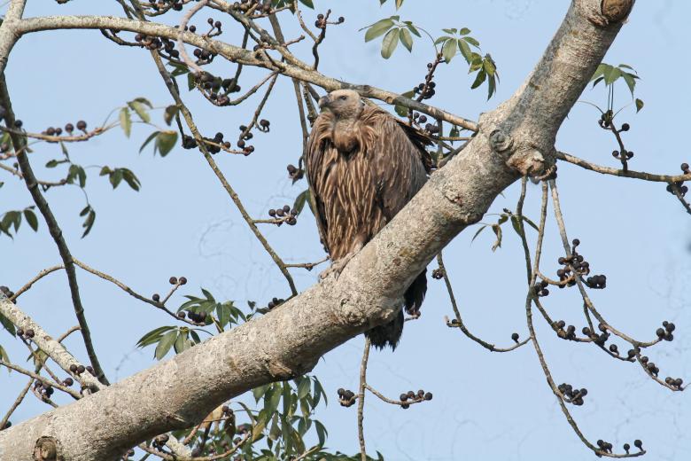 Free stock image of Himalayan vulture created by sylvester alphonso