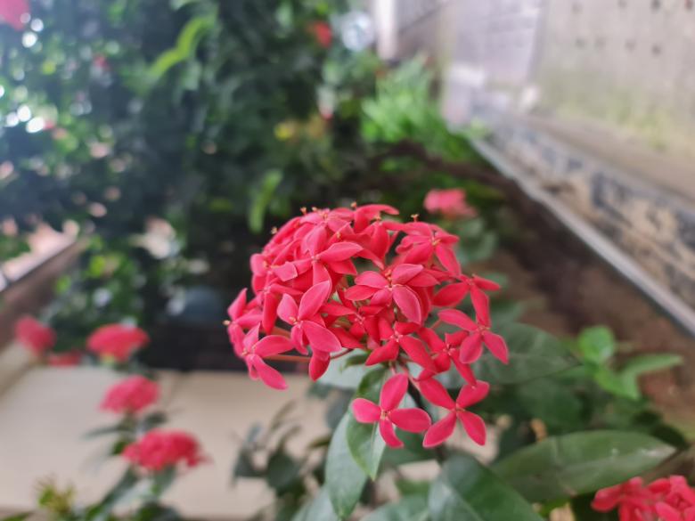 Free stock image of Beautiful red flower created by MAHBUB MORSHED BHUYAN