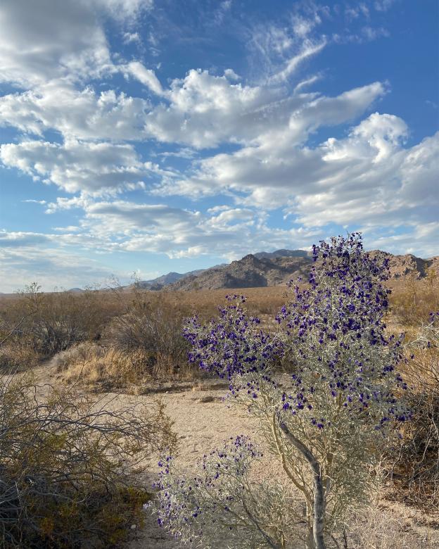 Free stock image of Desert Rose created by Mynor Rosa