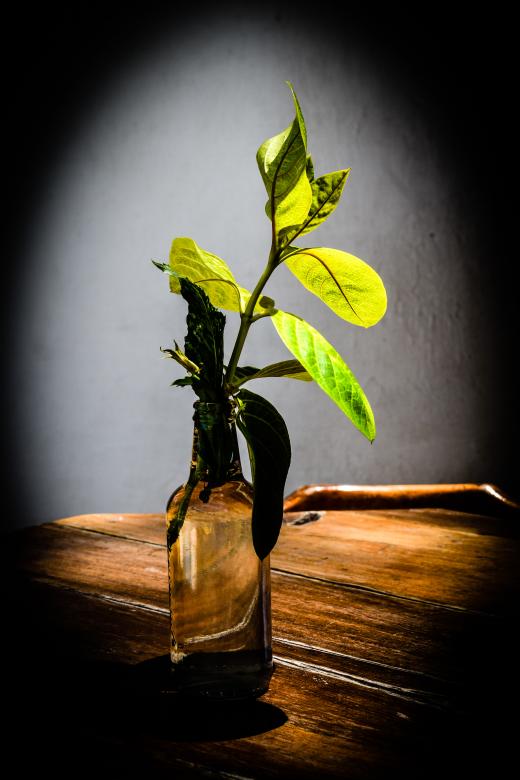 Free stock image of Plant vase created by erick musita