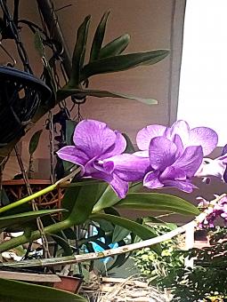 Orchid Dendrobium