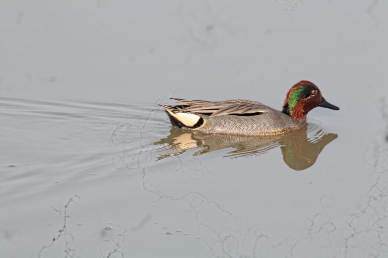 Free stock image of Common Teal created by sylvester alphonso