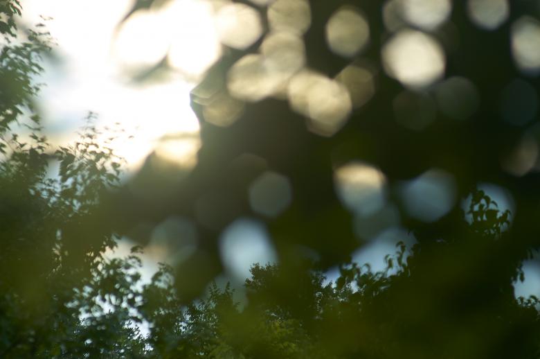 Free stock image of Defocus nature created by Secret Agency