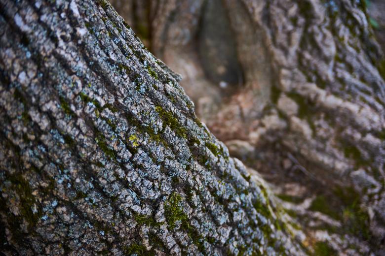 Free stock image of Tree bark created by Secret Agency