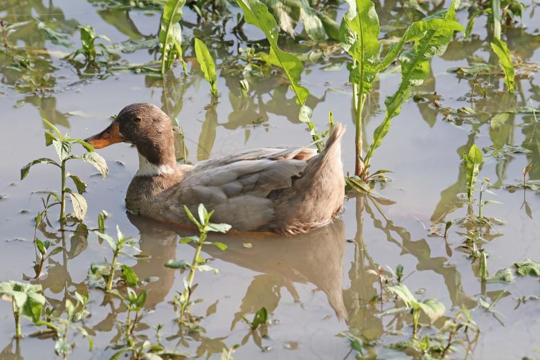 Free stock image of Runner duck created by sylvester alphonso