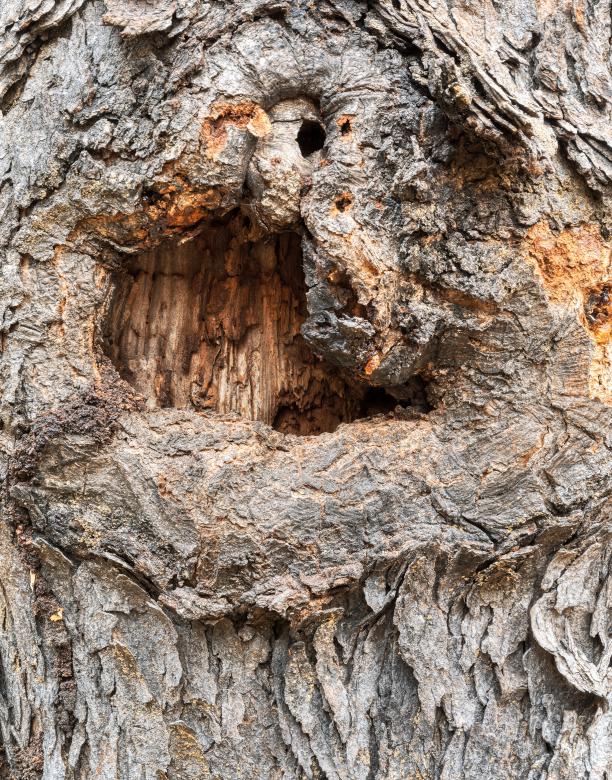 Free stock image of Happy Sloth Bark created by Nicolas Raymond