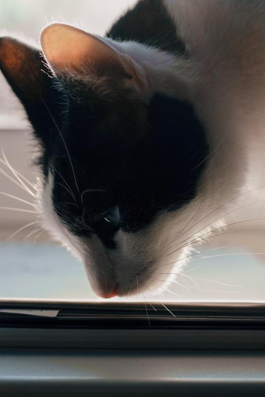 Free stock image of Cat Desmond created by Chernikova Valeriya