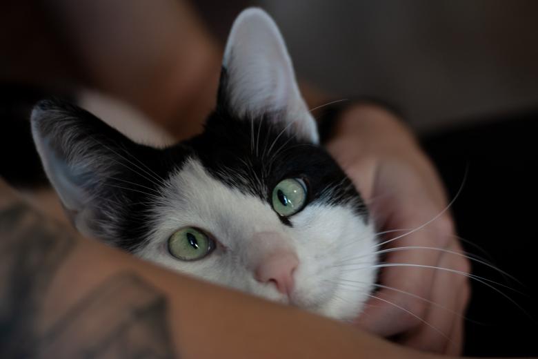 Free stock image of Cat Desmond created by Chernikova Valeriya