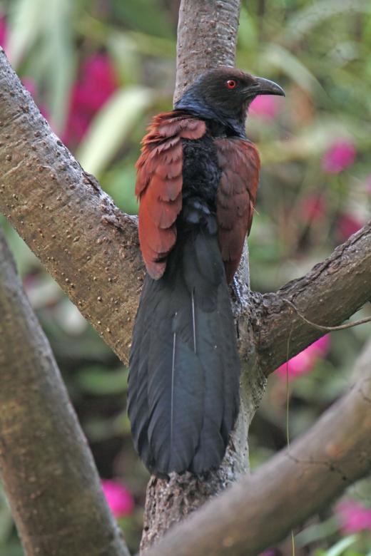 Free stock image of Greater Coucal created by sylvester alphonso