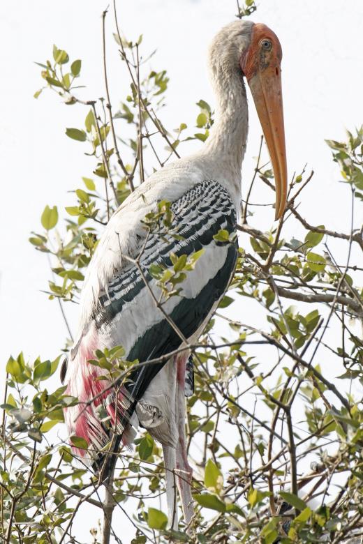 Free stock image of Painted stork created by sylvester alphonso