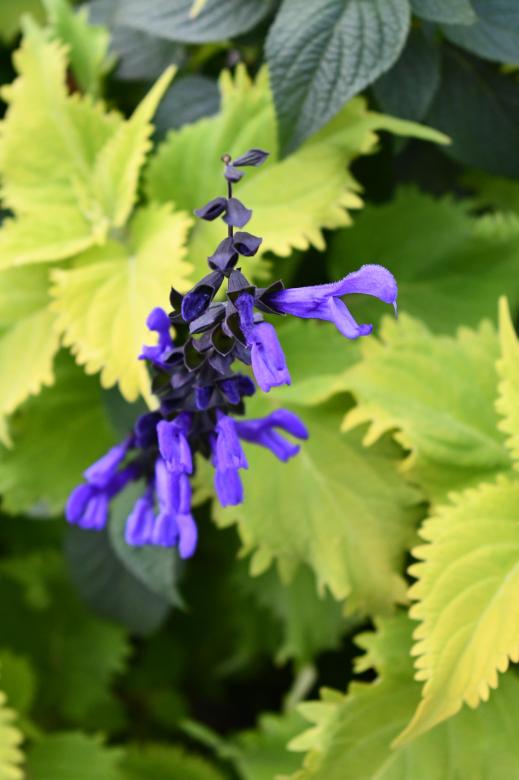 Free stock image of Purple Flower created by Ashten Clark PETERS