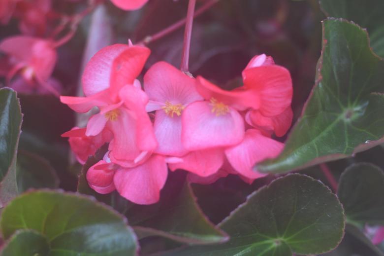 Free stock image of Pink Flower created by Ashten Clark PETERS
