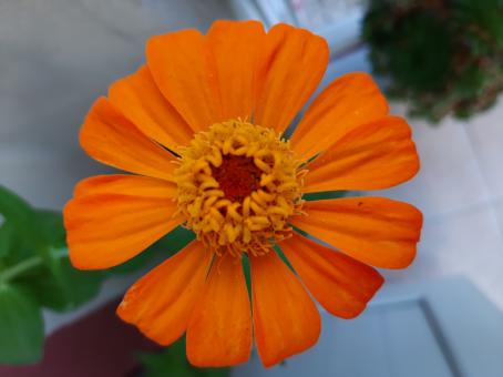 Free Stock Photo of Beauty in my balcony