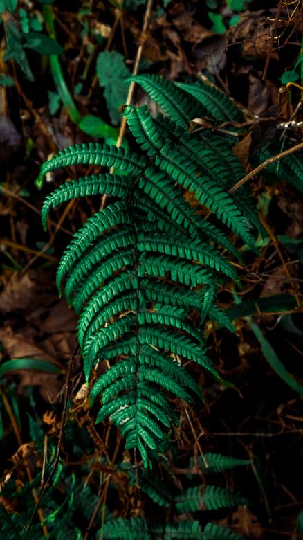 Free stock image of Cute plant moving with the wind created by Mateo Otoniel Farfan Boxler
