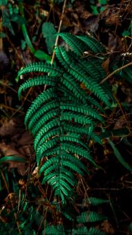 Cute plant moving with the wind - Free Stock Photo