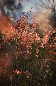 flowers moving in the wind - Free Stock Photo