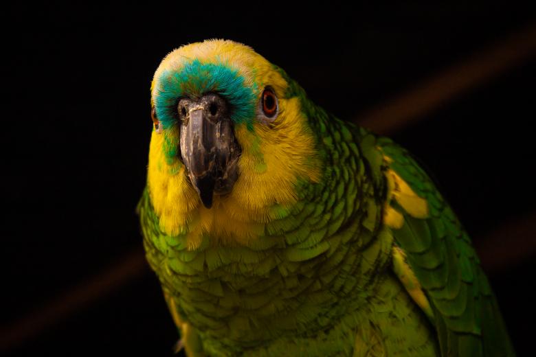 Free stock image of parrot posing for a photo created by Mateo Otoniel Farfan Boxler