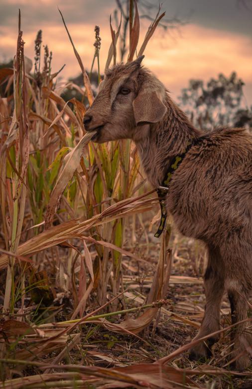 Free stock image of goat eating created by Mateo Otoniel Farfan Boxler
