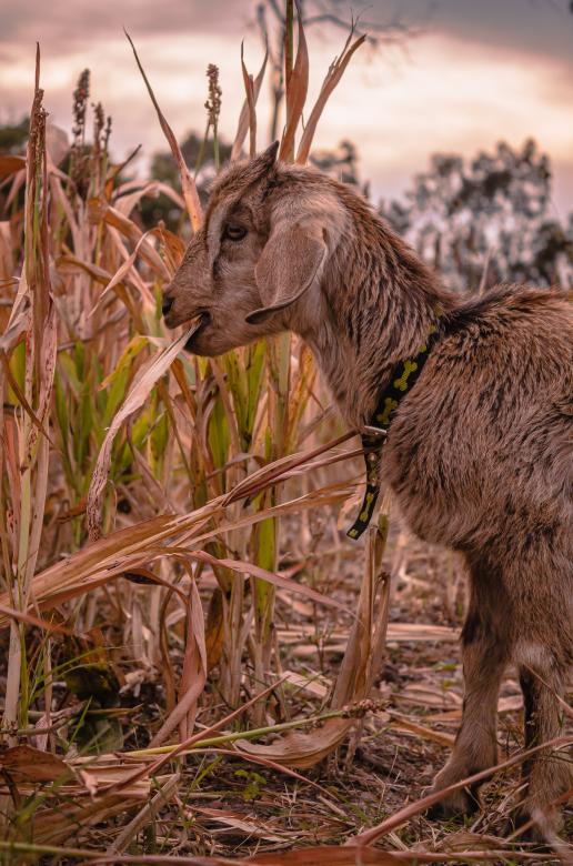 Free stock image of goat eating created by Mateo Otoniel Farfan Boxler