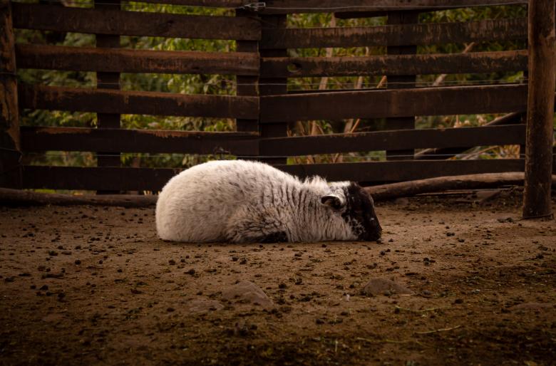 Free stock image of sheep taking a break created by Mateo Otoniel Farfan Boxler