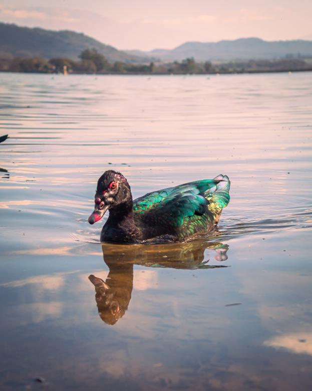 Free stock image of swimming duck created by Mateo Otoniel Farfan Boxler