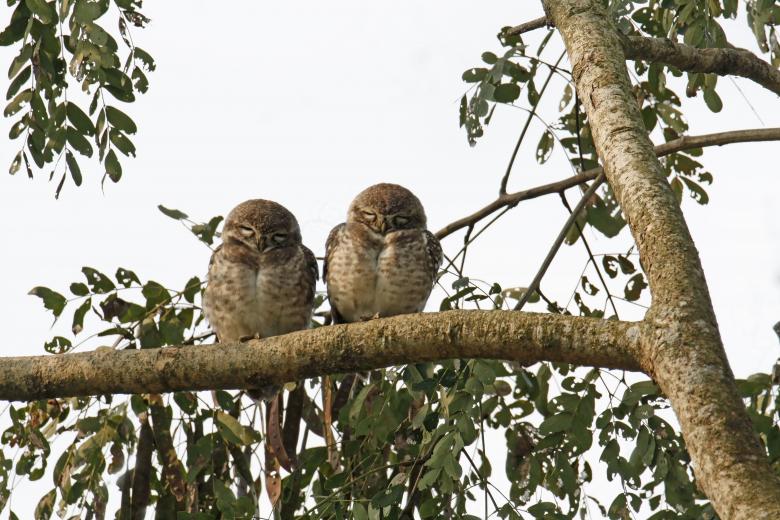 Free stock image of Spotted owlet created by sylvester alphonso