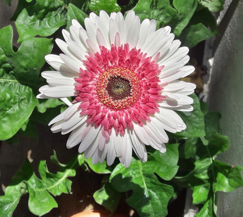 Free stock image of Flower created by Farhat Khan 