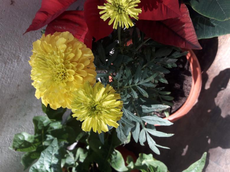Free stock image of Marigold  created by Farhat Khan 