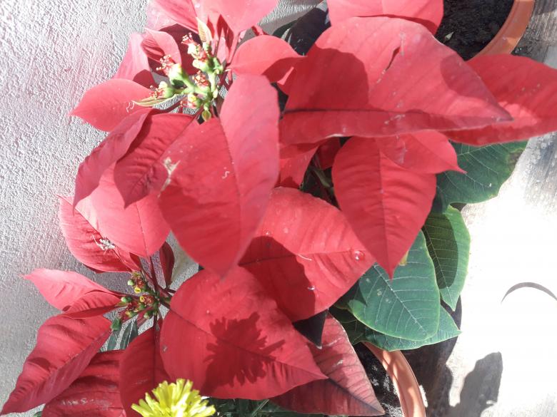Free stock image of Red leaves plant created by Farhat Khan 