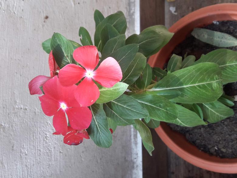 Free stock image of Plant created by Farhat Khan 