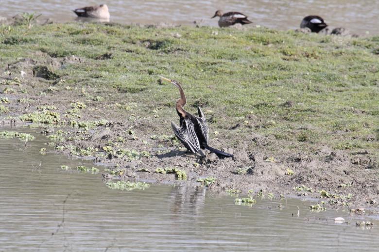 Free stock image of Darter created by sylvester alphonso
