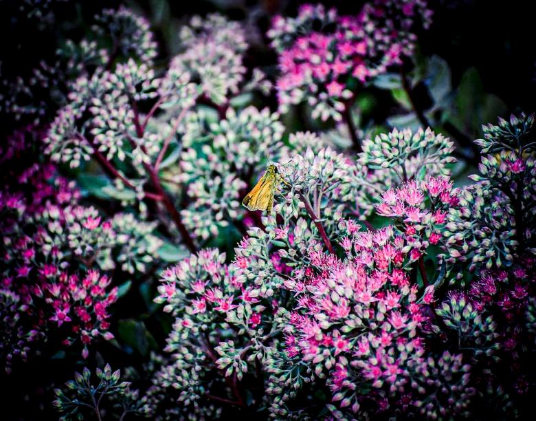 Free stock image of Flower background created by Ashten Clark PETERS