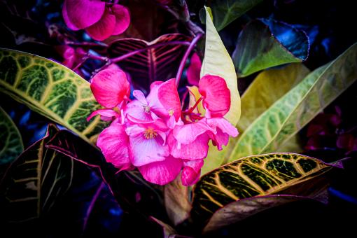 Flowers - Free Stock Photo