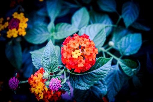 Flowers - Free Stock Photo