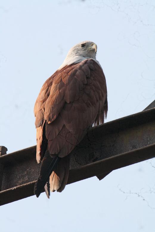 Free stock image of Brahminy Kite created by sylvester alphonso