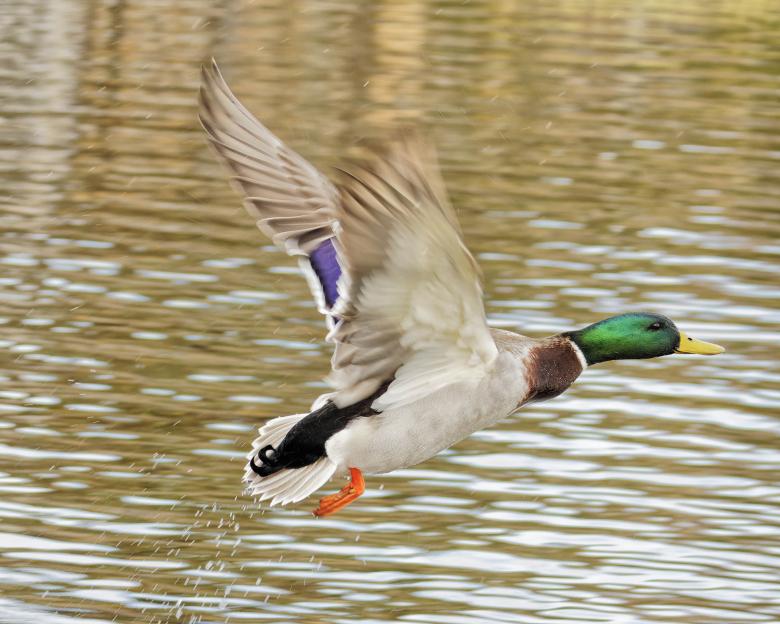 Free stock image of Malalrd duck created by Geoffrey Whiteway