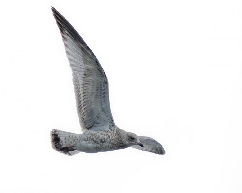 Free stock image of Seagull created by Geoffrey Whiteway