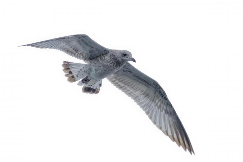 Free stock image of Seagull in flight created by Geoffrey Whiteway
