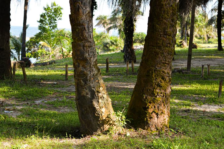 Free stock image of Twin tree created by Melvin Geplay