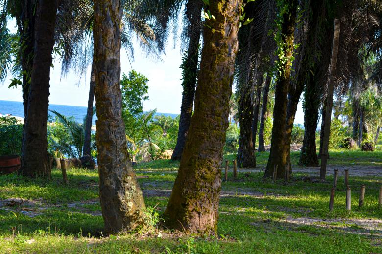 Free stock image of Twin tree created by Melvin Geplay