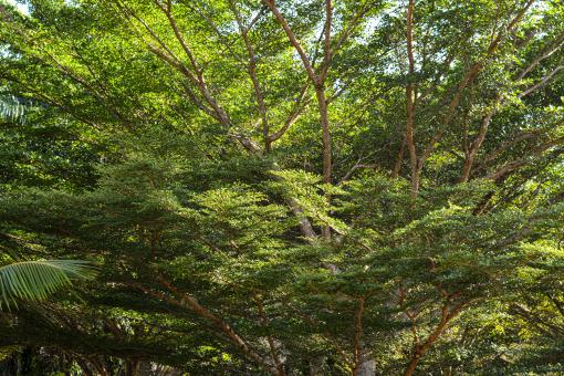 Tree with branches - Free Stock Photo