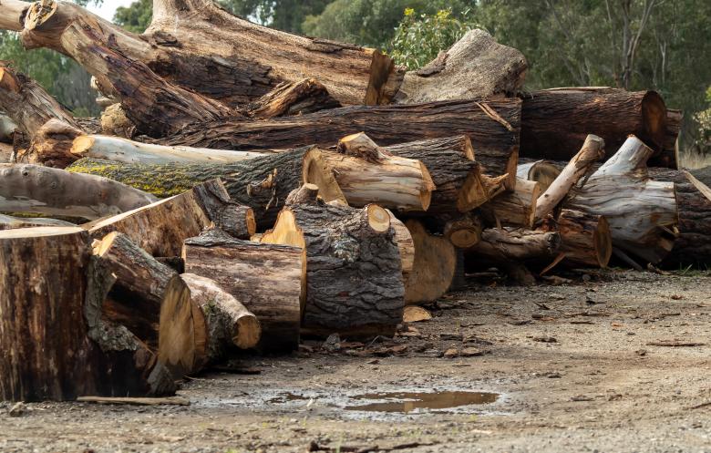 Free stock image of Tree Logs created by John Torcasio