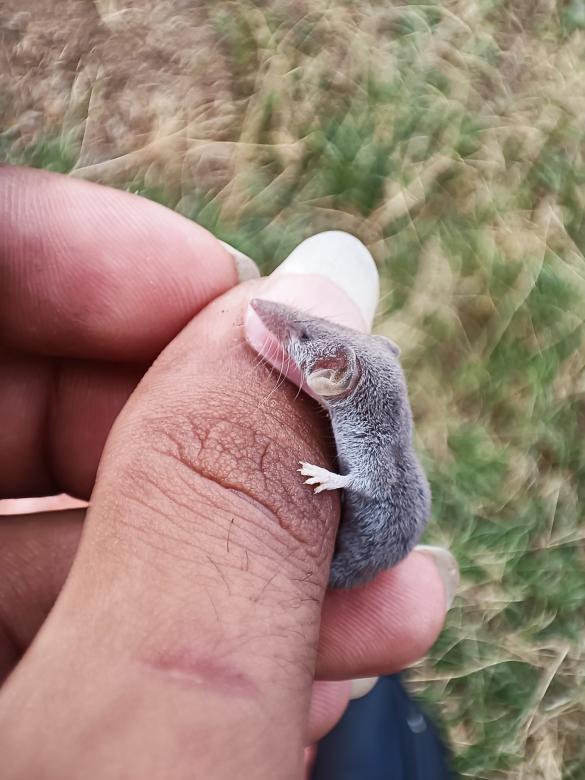 Free stock image of Small mouse created by Bishoy Gamal Ramzy